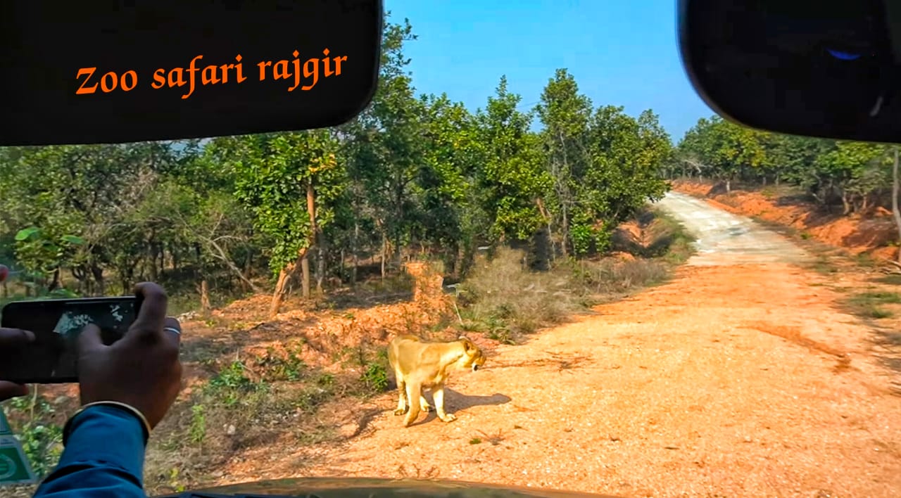 zoo safari rajgir